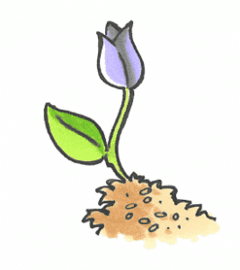 En forårsblomst på vej op ad jorden
